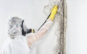 Best Basement Mold Removal in USA